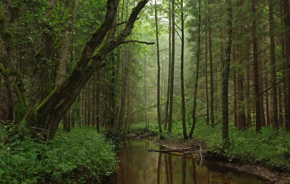 Картинка лес, деревья, природа, Эстония, речка, Estonia, Tarvasjõgi, Тарвасйыги