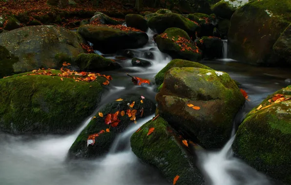 Осень, ручей, камни, США, Теннесси, Great Smoky Mountains National Park, Roaring Fork