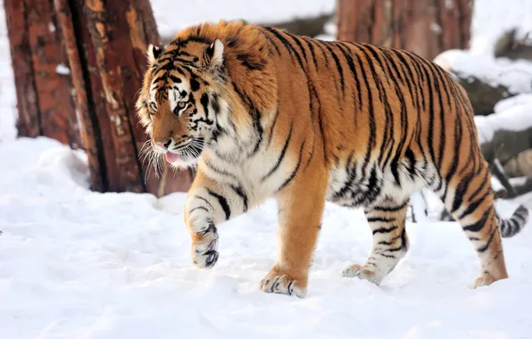 Картинка кошка, снег, тигр, амурский