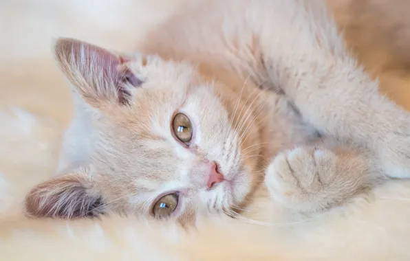 Кошка, взгляд, котенок, рыжий, милый, лежит, мех, мордашка