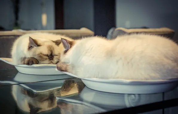 Кошка, отражение, сон, зеркало, тарелка, спящая