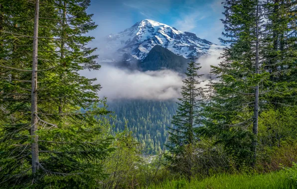 Лес, деревья, гора, Mount Rainier National Park, Национальный парк Маунт-Рейнир, Mount Rainier, Каскадные горы, Washington …