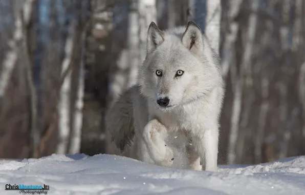 Nature, snow, predator, face, animal, wolf, wildlife, portrait