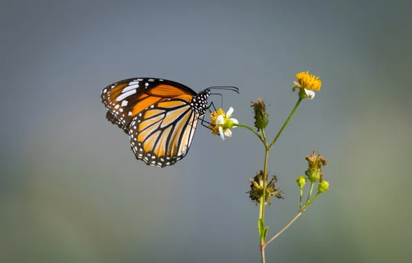 Бабочка, butterfly, Данаида монарх
