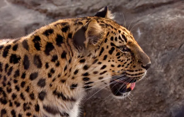 Морда, профиль, дикая кошка, амурский леопард, © Crystal Lynn Photos