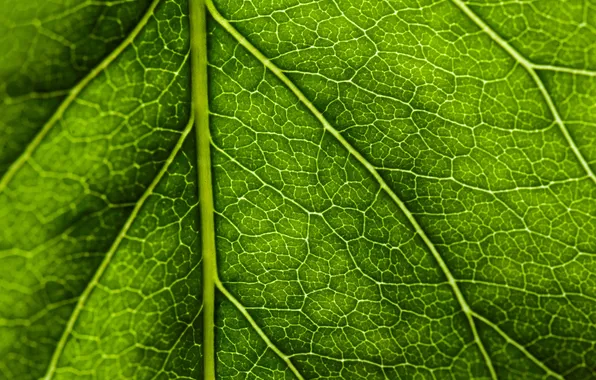 Макро, лист, зеленый, прожилки