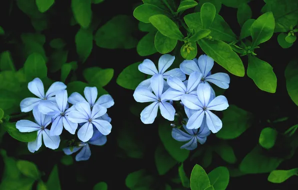 Картинка листья, цветы, лепестки, голубые, Плюмбаго, свинчатка