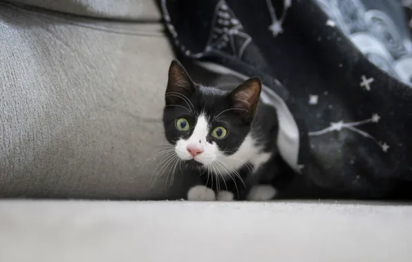 Кошка, кот, взгляд, поза, котенок, диван, черно-белый, удивление