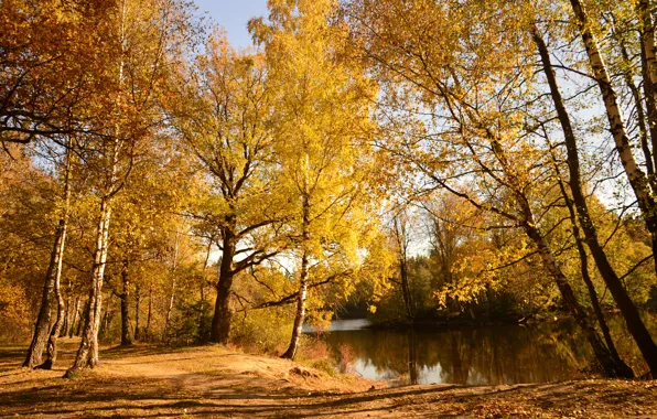 Картинка Природа, Осень, Озеро, Лес, Тропа, Россия, Nature, Fall
