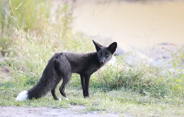 Природа, туман, Silver Fox
