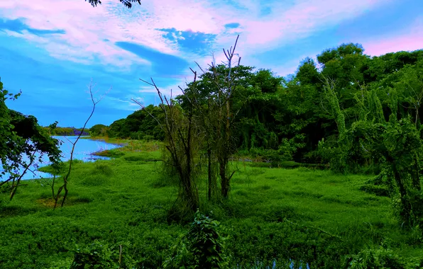 Sky, Grass, Water, Sunrise, Dawn, Morning, Lake, Trees