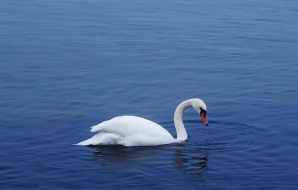 Swan, bird, water, lake