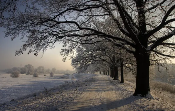 Картинка Зима, Дорога, Деревья