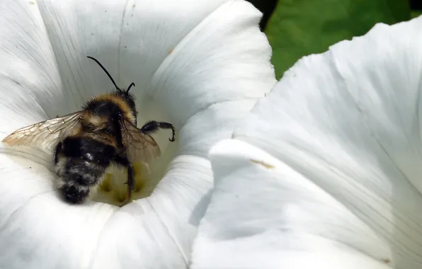 Картинка цветы, пчела, лепестки, насекомое