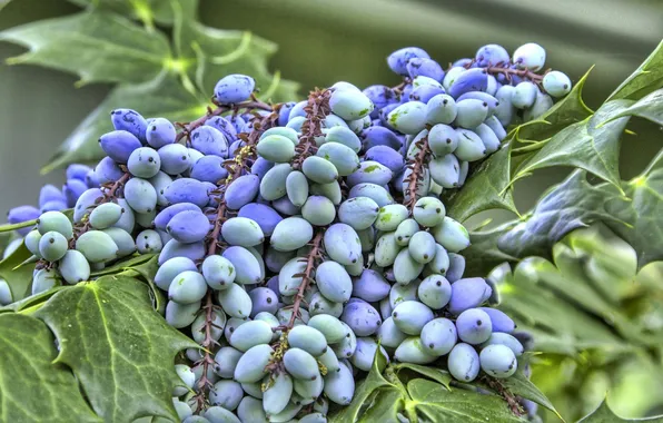 Виноград, листочки, кисточки