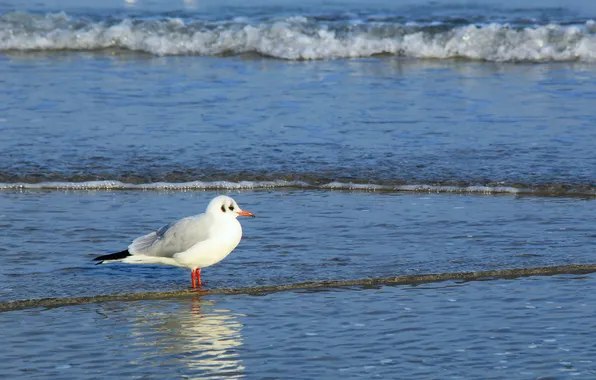 Bird, water, seagull