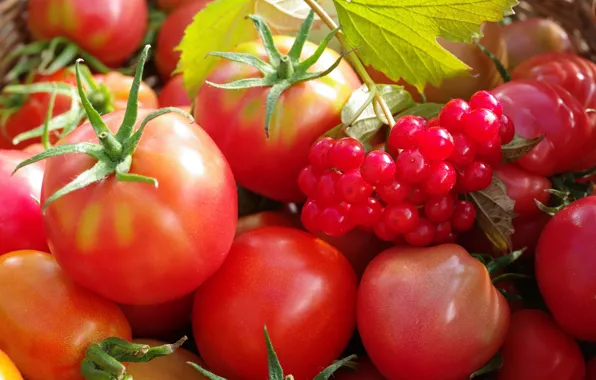 Картинка осень, ягоды, урожай, овощи, помидоры, сентябрь, огород, множество
