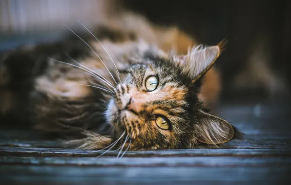 Кошка, кот, взгляд, поза, темный фон, портрет, лежит, мордашка
