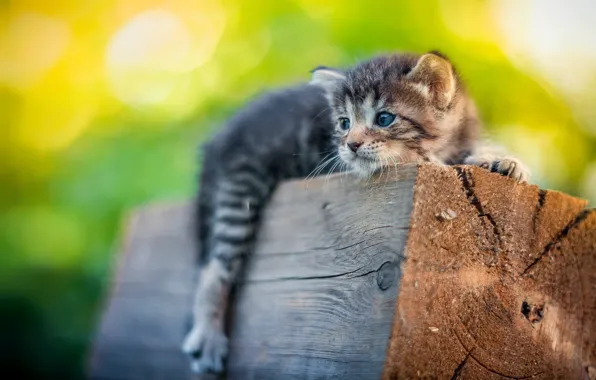 Котенок, маленький, бревно