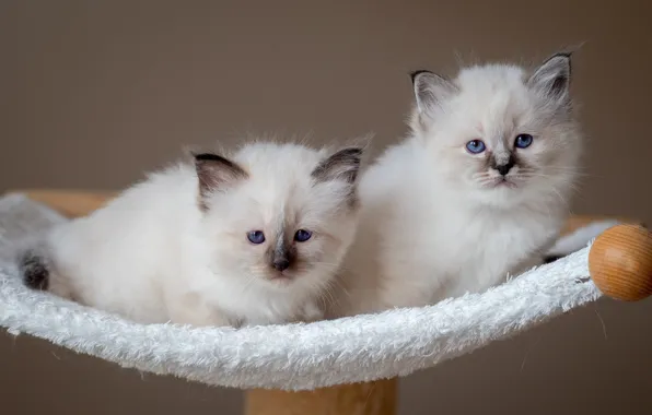 Взгляд, кошки, поза, котята, белые, парочка, дуэт, два