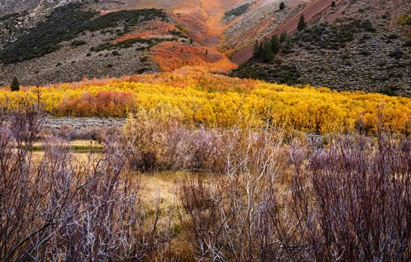 Картинка осень, лес, деревья, горы, долина, кусты