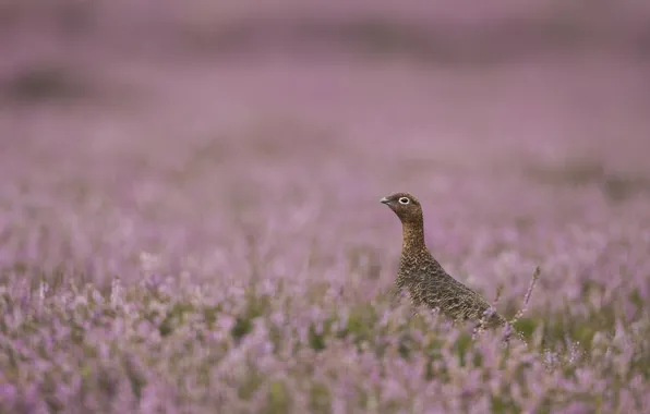 Heather, вереск, шотландская куропатка, red grouse, фиолетовый вереск, purple heather