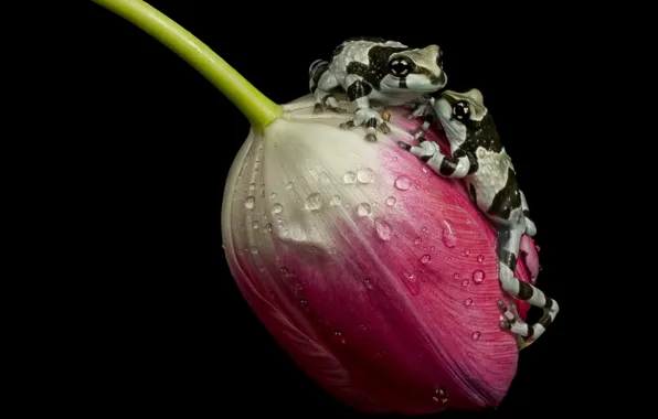 Tulip, ampgibians, amazon milk frogs