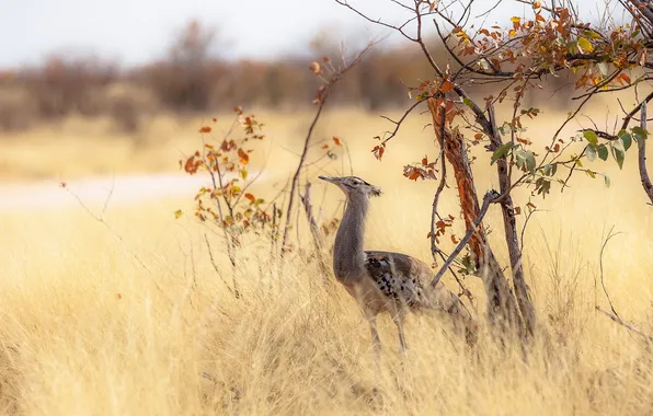 Природа, птица, Африка