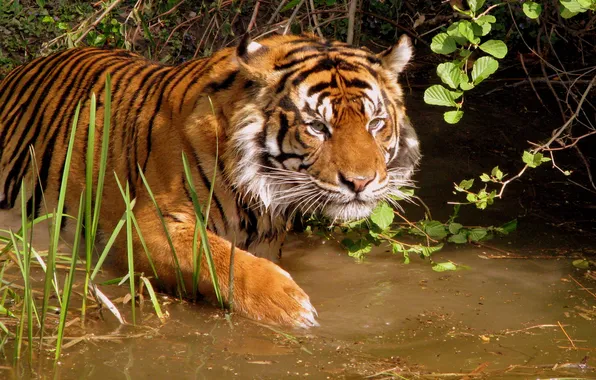 Тигр, купание, водоем, погружение в воду