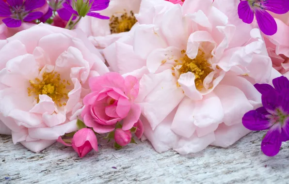 Цветы, розовые, бутоны, wood, pink, flowers, bud