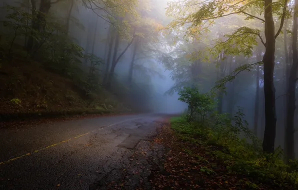 Картинка Autumn, Yellow, Road, Fog, Forest