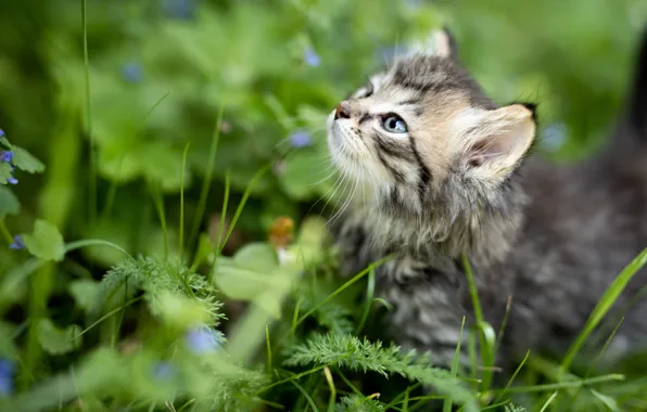 Картинка трава, взгляд, котенок, малыш, мордочка