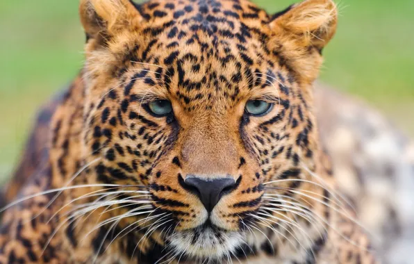 Усы, взгляд, морда, леопард, leopard, красивый, большая пятнистая кошка, panthera pardus
