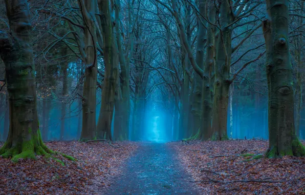 Картинка дорога, осень, лес, деревья, Нидерланды