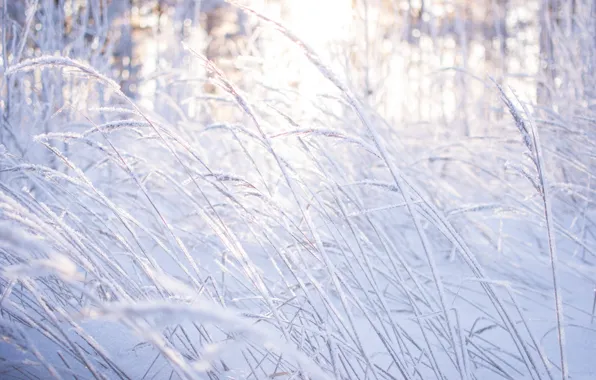 Картинка зима, лес, трава, свет, снег, деревья, природа, красота