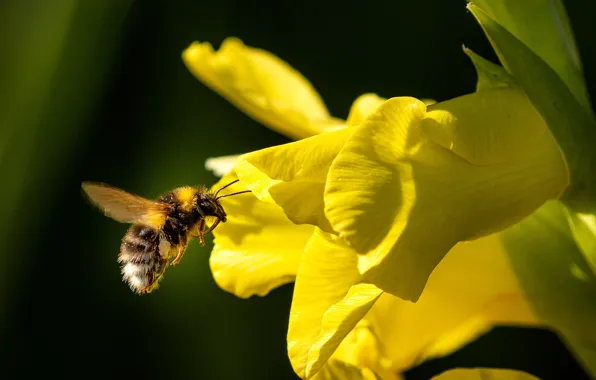 Картинка солнце, цветы, желтый, шмель, боке