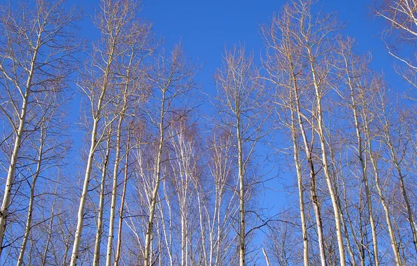 Небо, деревья, весна