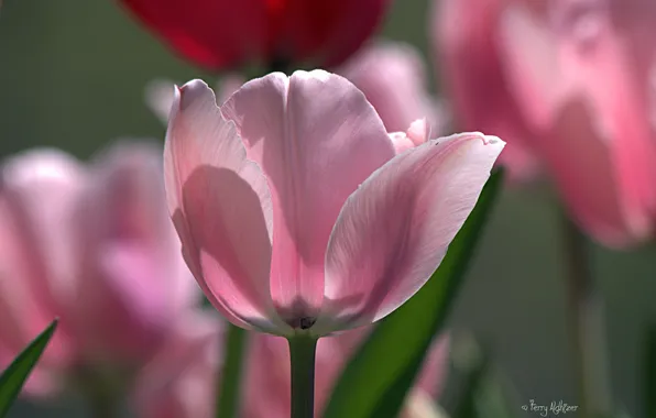 Картинка макро, природа, розовый, тюльпаны