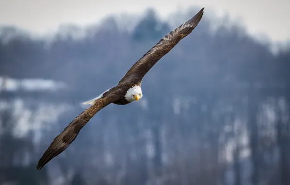 Картинка Eagle, raptor, flying, bird, flight, wings, animal, blad eagle