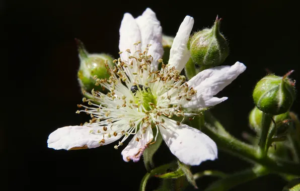 White, black, flower