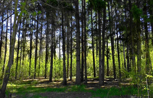 Весна, Лес, лиственница