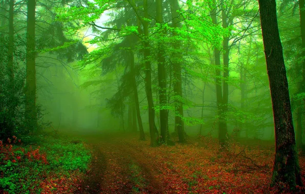 Картинка лес, пейзаж, туман, фон, зелёный
