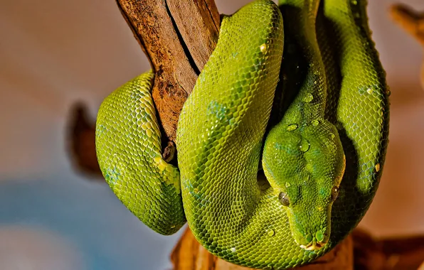 Картинка змея, Зелёный питон, Древесный питон