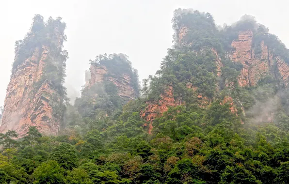 Деревья, туман, парк, скалы, Китай, Wulingyuan