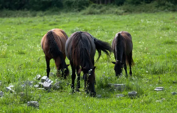 Картинка поле, трава, камни, лошади, Конь