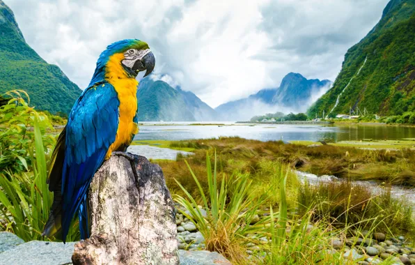 Пейзаж, попугай, ара, Macaw, Сине-жёлтый ара