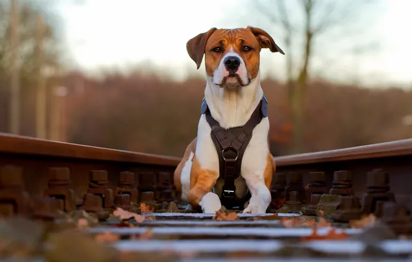 Картинка фон, собака, железная дорога