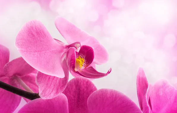 Картинка цветок, фон, лепестки, стебель, розовые, орхидея