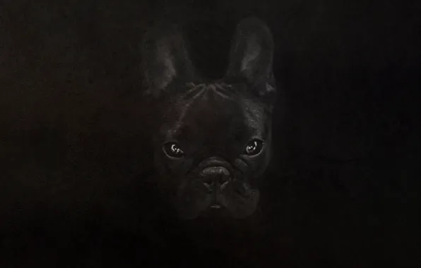 Bulldog, французкий бульдог, french bulldog