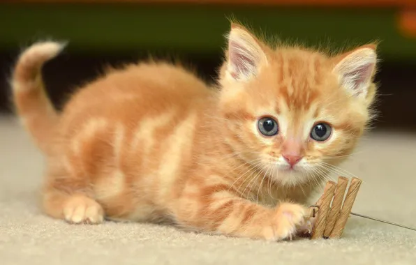 Кошка, взгляд, поза, котенок, игрушка, игра, маленький, рыжий